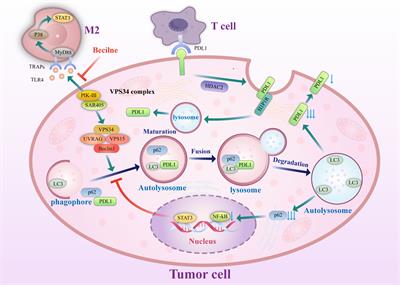 The relationship between autophagy and PD-L1 and their role in antitumor therapy